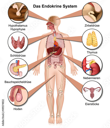 Das endokrine System, vektor illustration mit Beschreibung in deutsch photo