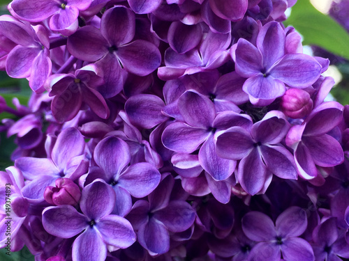 flower, lilac, floral, blossom, nature, season, background, purple, petal, bush, bunch, branch, plant, blooming, color, bloom, summer, macro, pink, stamen, soft, garden, spring, romance, bouquet, bota
