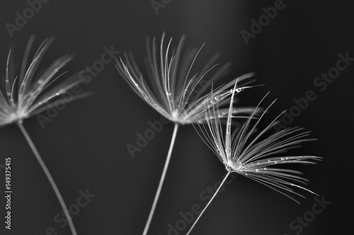 Macro of dandelion seeds with water drops