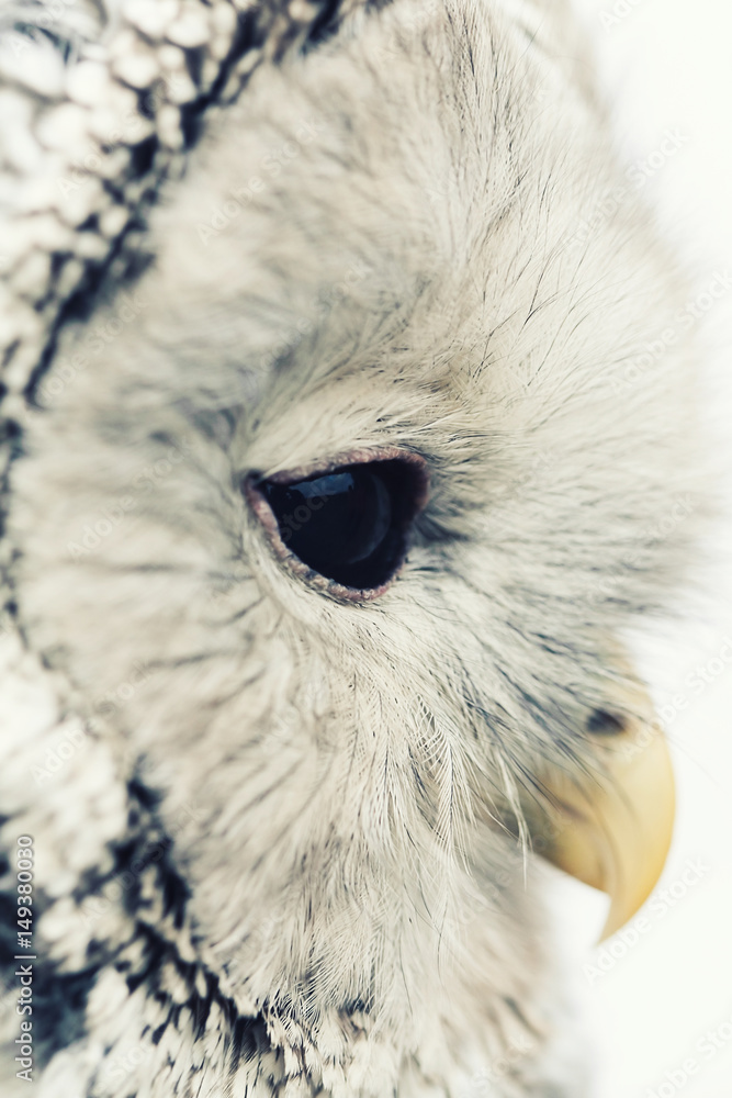 Obraz premium Birds of the World - Ural Owl (Strix uralensis)