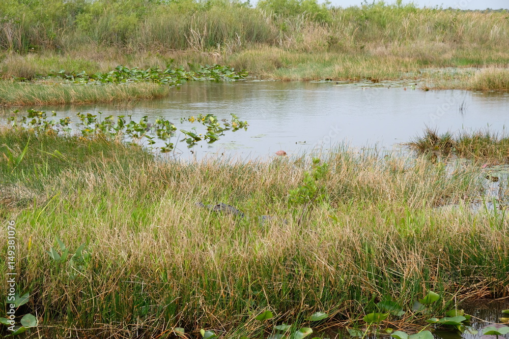 Wild alligator in the Florida Everglades Wild alligator in the Florida Everglades