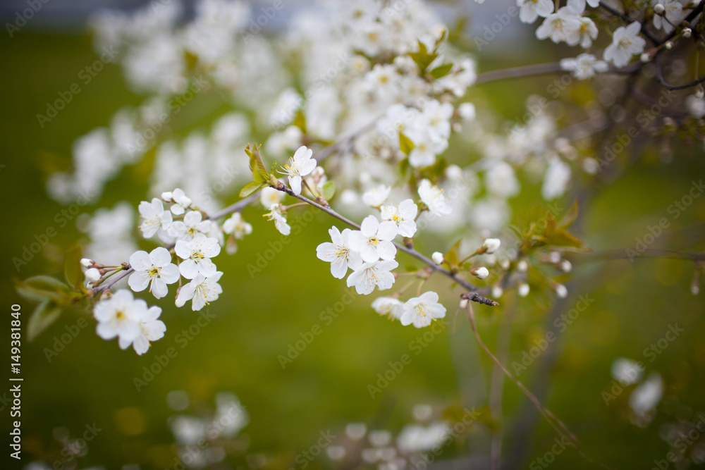 cherry blossom white on a green background cherry blossom white on a green background