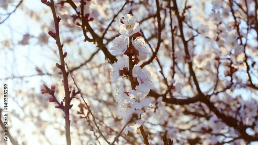 Spring background of a blossoming apricot tree. Abstract blurred background on a sunny day. HD 1080p, slow motion
Spring background of a blossoming apricot tree. Abstract blurred background on a sunny day. HD 1080p, slow motion