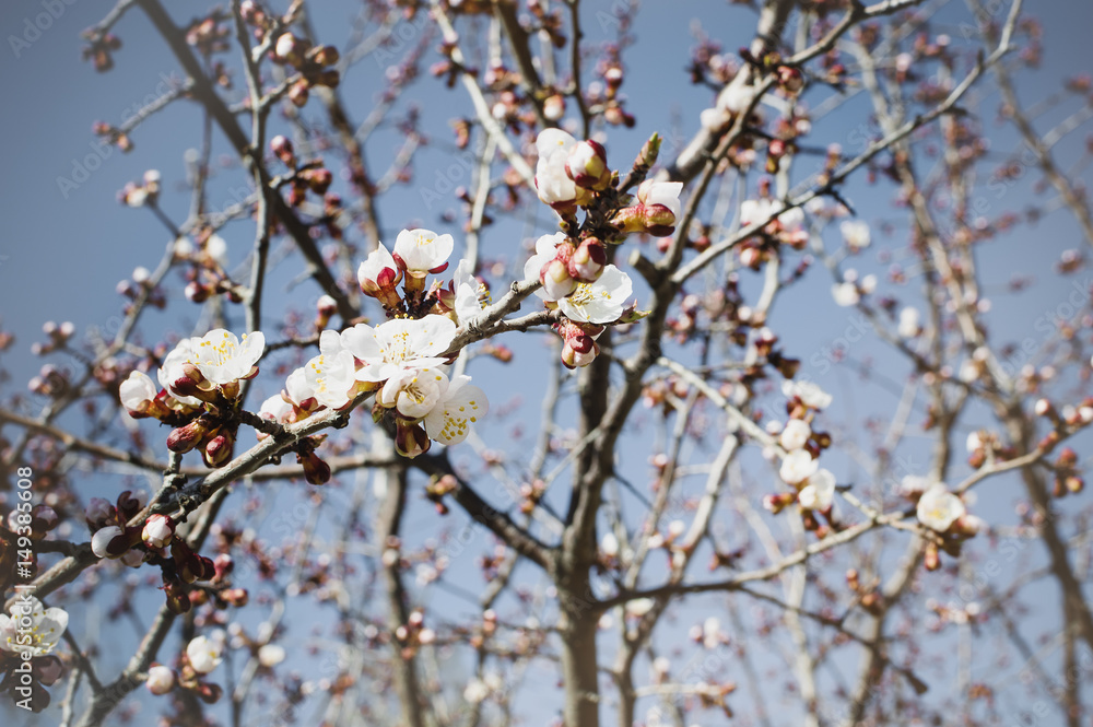 A branch of a blossoming apricot on a sky background in a spring sunny day.