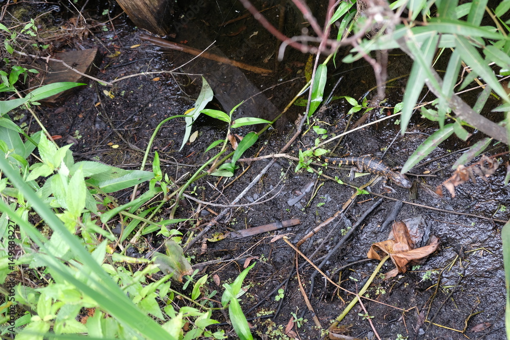 Baby alligators in the Florida Everglades Baby alligators in the Florida Everglades