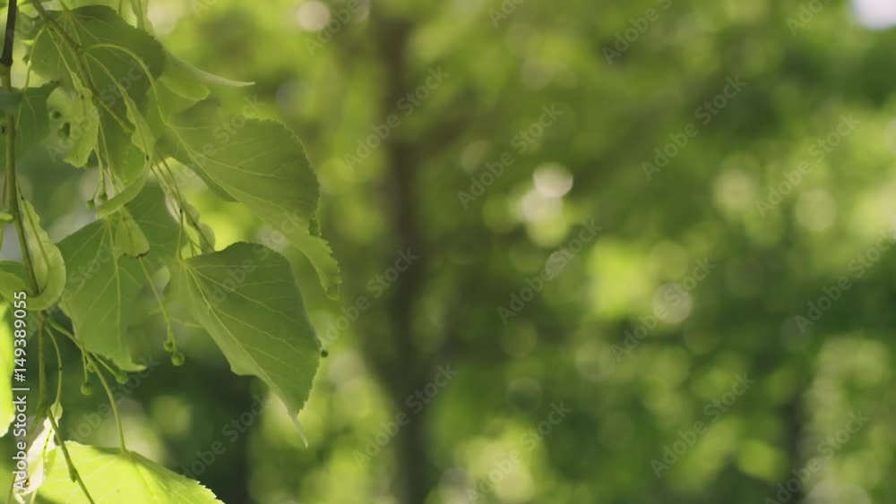 fresh linden leaves in summer morning slowmo 60fps, prores footage fresh linden leaves in summer morning slowmo 60fps, prores footage