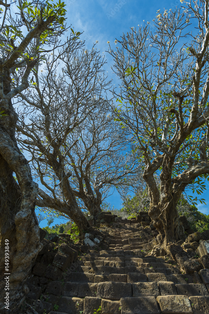 Tropical forest, trees in sunlight and rain Tropical forest, trees in sunlight and rain