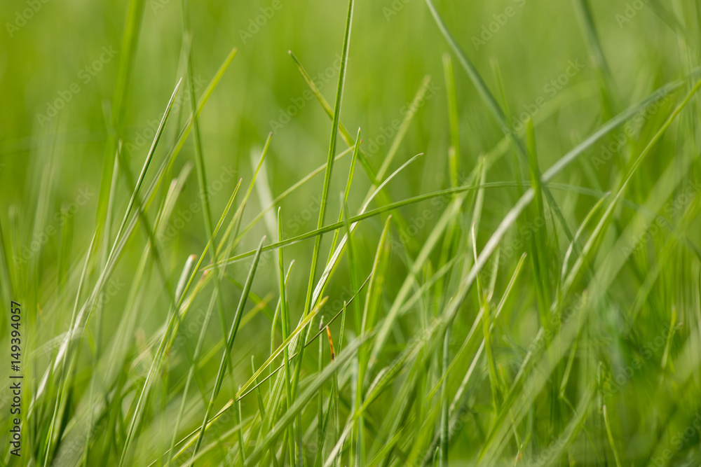green grass closeup green grass closeup