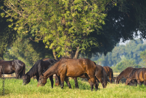 Group of three young horses...