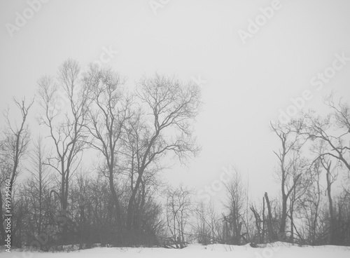 silhouettes of trees photo