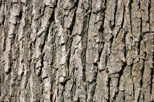 Close up of a tree bark.