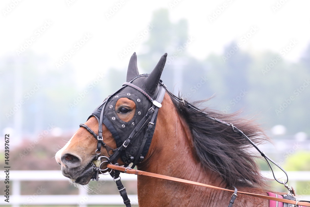 Obraz premium trotteur