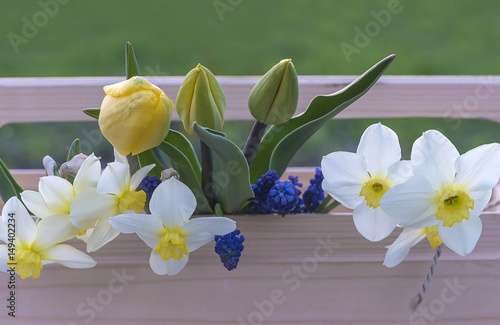 Fototapeta Naklejka Na Ścianę i Meble -  gardening concept/yellow tulips and white narcissus flowers in the wooden box outdoors