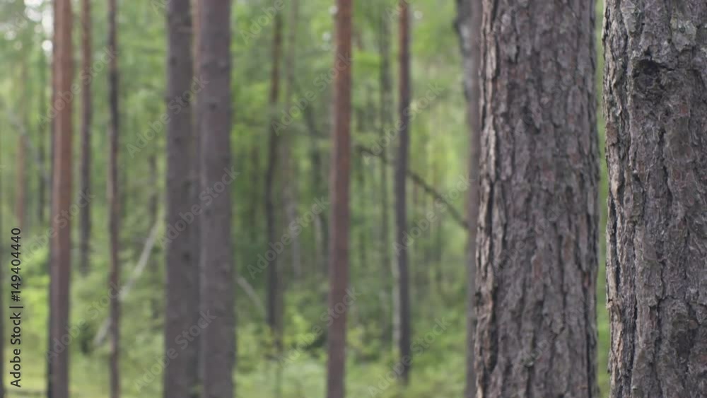 pine forest in warm summer day slide movement, shot in 60fps pine forest in warm summer day slide movement, shot in 60fps