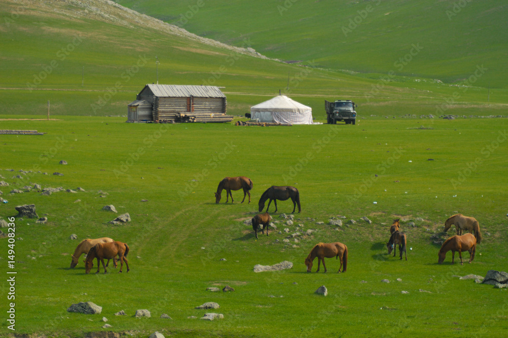 mongolian landscape with horses and yurts