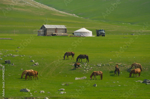 Obraz na płótnie mongolian landscape with horses and yurts w salonie