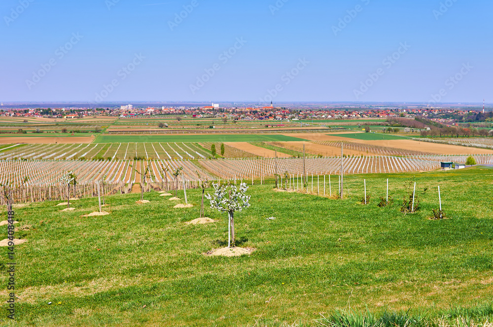 Rows of vineyard in Croatia (Europe).