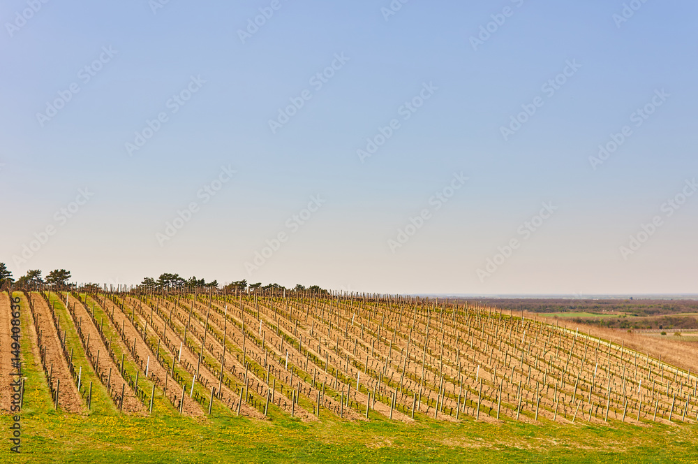 Rows of vineyard in Croatia (Europe).