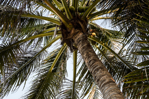 Palm Tree - Stock image © Claudia Prommegger