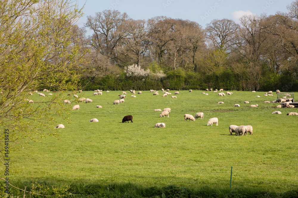 Black sheep of the flock in Somerset England farmland Black sheep of the flock in Somerset England farmland