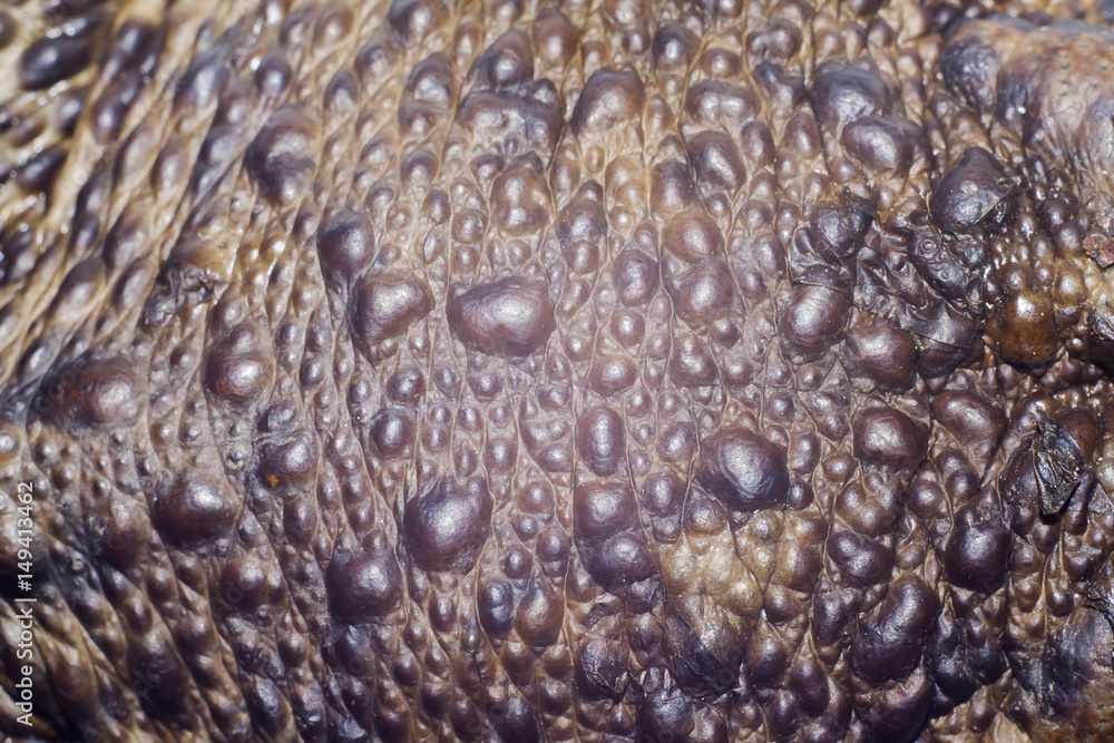 skin of toad