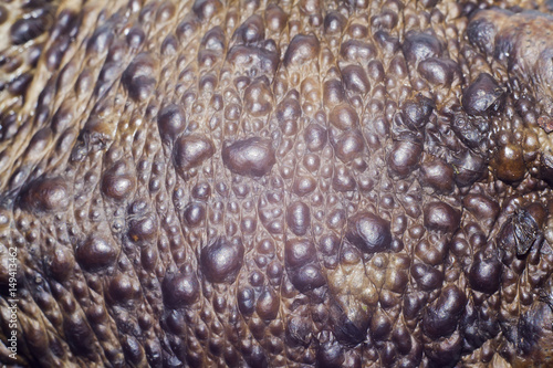 Obraz na płótnie skin of toad w salonie
