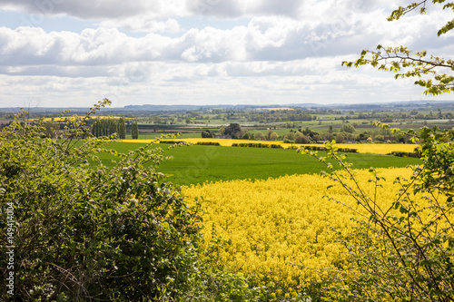 Rapeseed and wheat fields in Somerset England