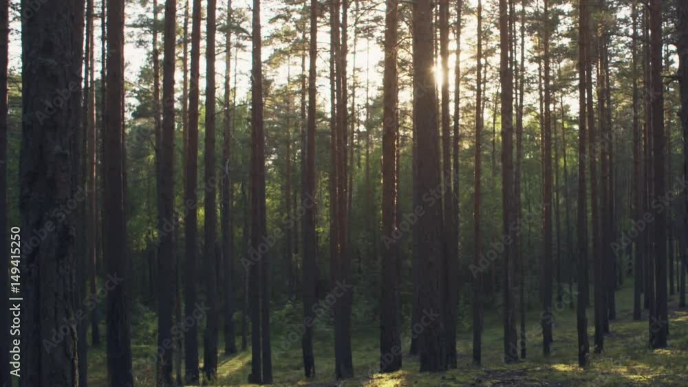 pine forest in warm summer day slide movement, shot in 60fps pine forest in warm summer day slide movement, shot in 60fps