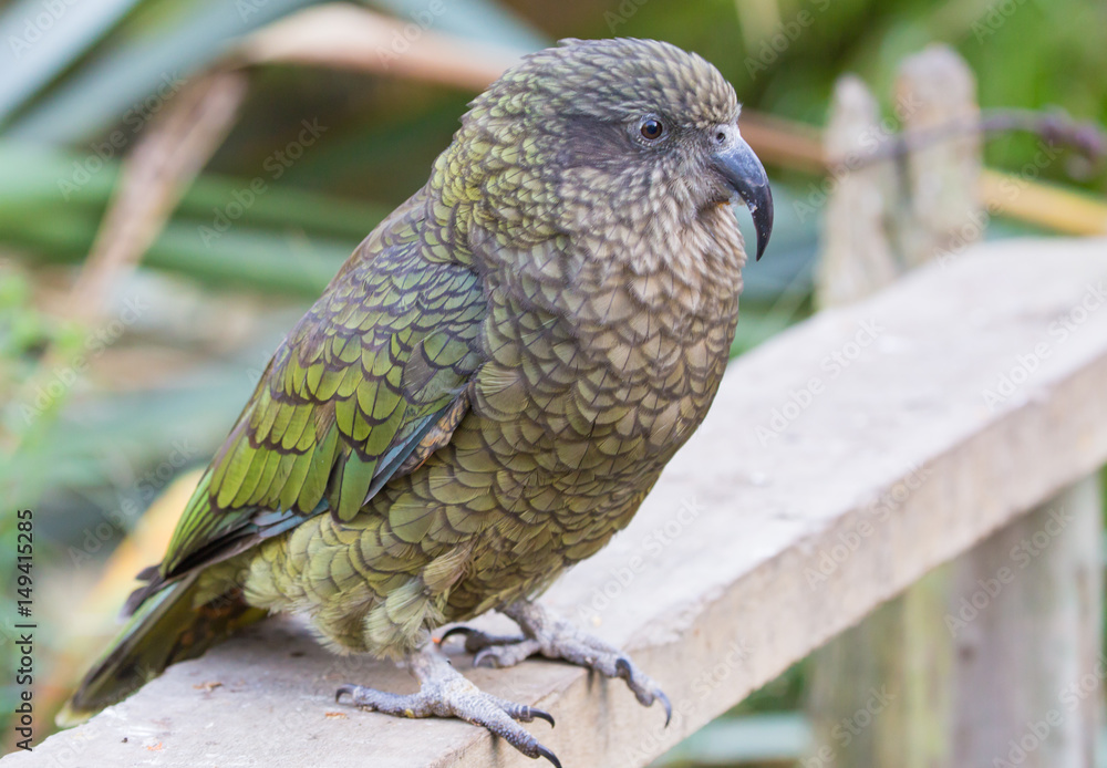 Obraz premium Kea Vogel 