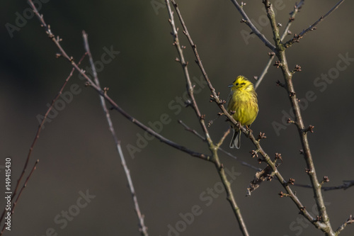 Goldammer (Emberiza citrinella)