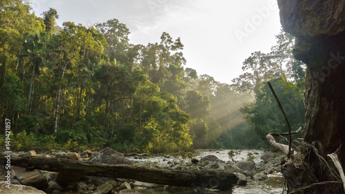 beauty in a tropical rainforest at johor national parks (endau-rompin forest) malaysia