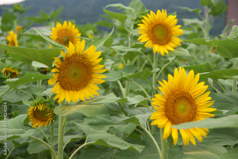 Sunflower in Yosa district, Kyoto, Japan
