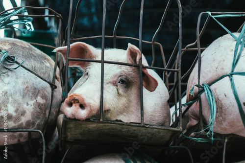 Pigs suffer in cages on the way to the slaughterhouse. Terribly sad eyes of the pig. Another proof of human cruelty.