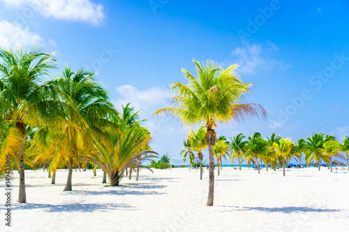Palm trees on white sand beach. Playa Sirena. Cayo Largo. Cuba. © travnikovstudio