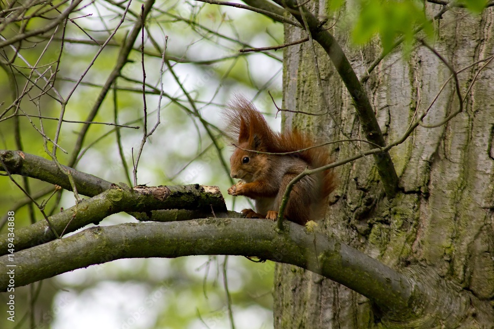 Red-haired squirrel Red-haired squirrel