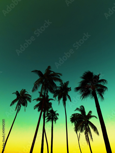 Silhouettes of palm trees against the sky. Tropical sunset background © Cg loser 