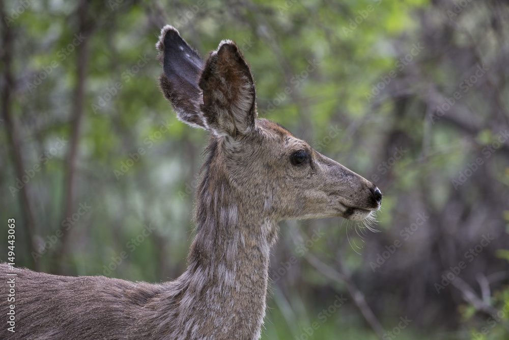 Yearling deer head profile in woods