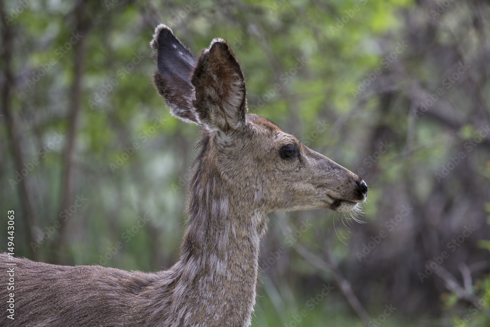 Yearling deer head profile in woods Yearling deer head profile in woods