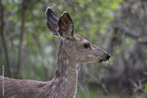 Yearling deer head profile in woods