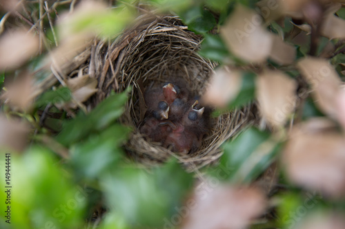 Hungry baby birds