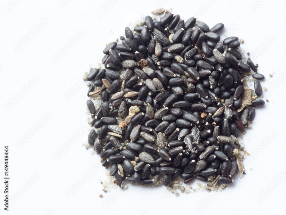 Lemon balm seed on white isolated background Lemon balm seed on white isolated background