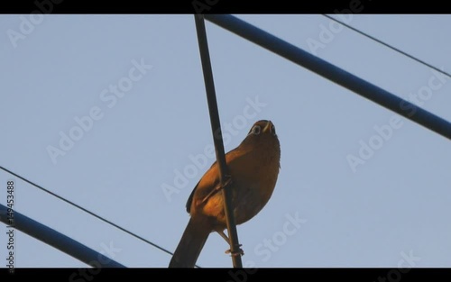 Beautiful tweet of Hwamei or Garrulax canorus