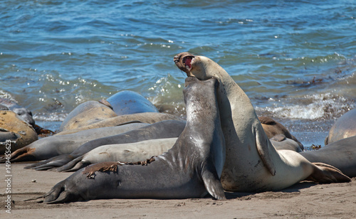 Northern Elephant Seals fighting in the Pacific at the Piedras Blancas Elephant seal colony on the Central Coast of California US