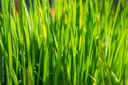 green grass close up in the garden in springtime with sunshine