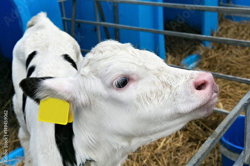 Young calf in a nursery for cows on a dairy farm.