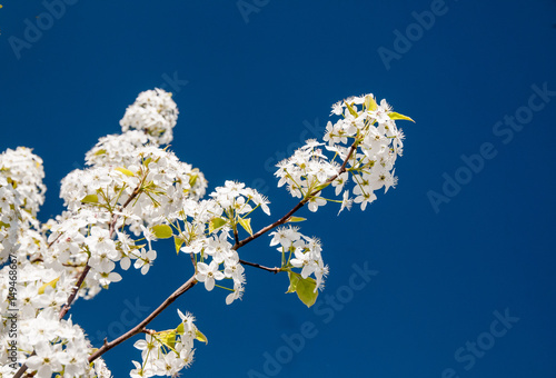 Pear blossoms 2