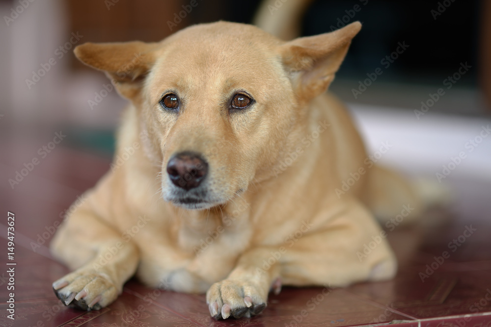 Thai white brown lying dog at floor