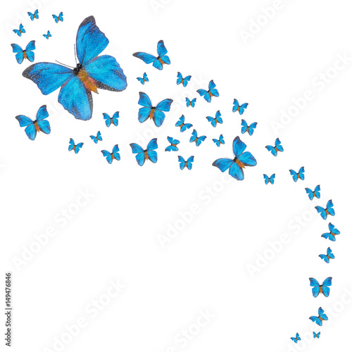 Background with colorful butterflies isolated on white background 