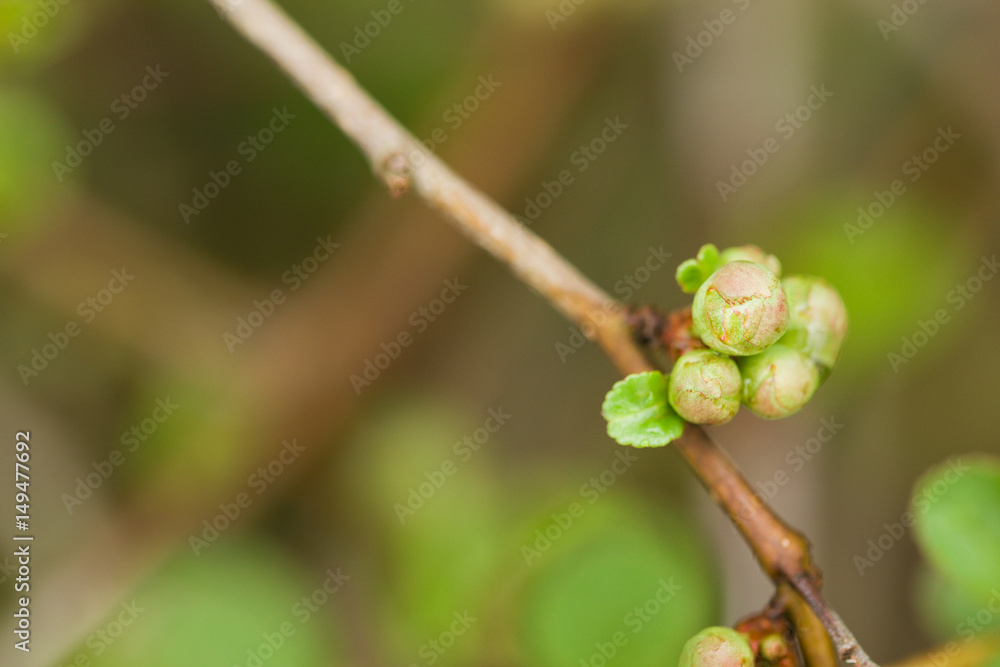 Macro of tiny furled plant leaves about to blossom in spring Macro of tiny furled plant leaves about to blossom in spring