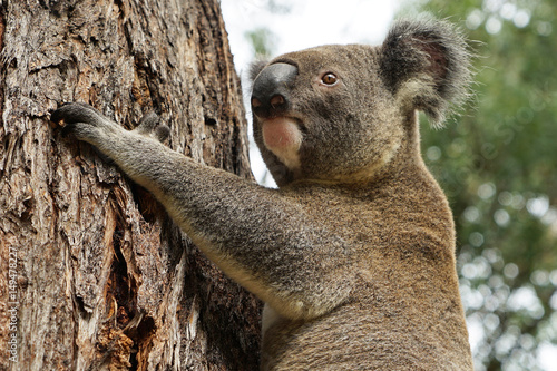 Canvas Print Australian Koala in Stringybark Gumtree